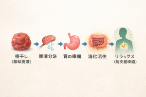 梅干しの酸味刺激により、唾液分泌から胃の準備、消化活性、リラックス(副交感神経)へとつながる身体の反応を示した横フロー図