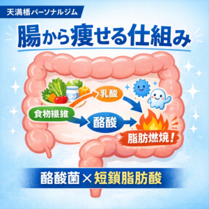 酪酸菌と短鎖脂肪酸による腸内環境とダイエットの関係を解説するアイキャッチ画像