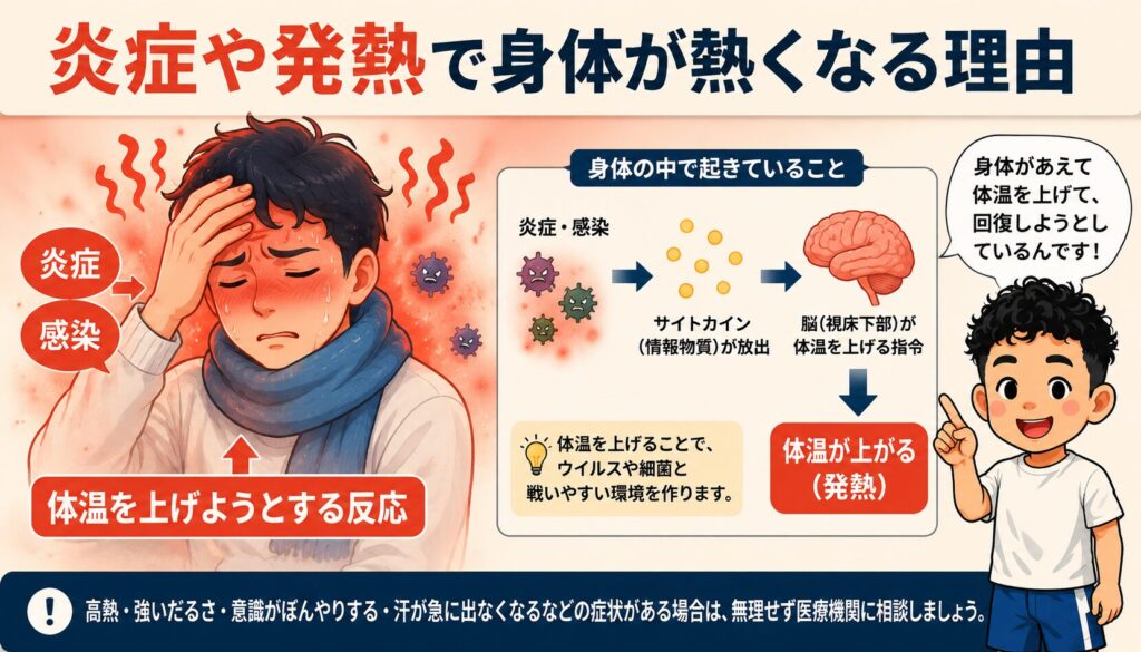 炎症や感染によって体温が上がり身体が熱く感じる仕組みを解説するバナー